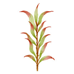Watercolor Foliage Plants Clipart