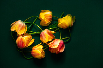 Yellow-Red Flowers - Tulips on a Dark Green Background. Minimalistic Floral Modern Concept. A Bouquet of Spring Flowers, Randomly laid out, Top view. Copy Space. Flower layout. Poster. Art