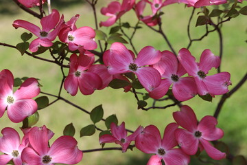 Cornus florida rubra tree with pink flowers.