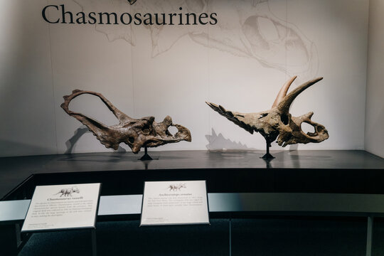 Drumheller, Canada - Mar 2023 Visitors flock to the dinosaur exhibits at the entrance of the Royal Tyrrell Museum