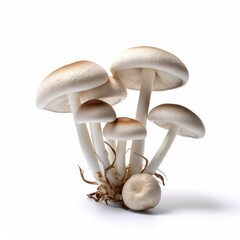 White Mushrooms isolated on white background (generative AI)