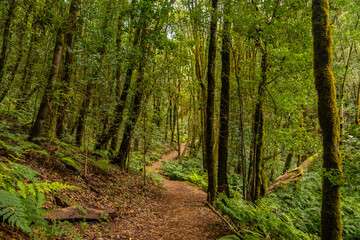 Path between moss covered trees in the evergreen cloud forest of Garajonay National Park, La Gomera, Canary Islands, Spain.