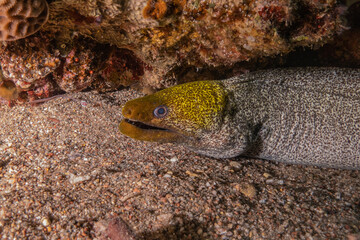 Moray eel Mooray lycodontis undulatus in the Red Sea, Eilat Israel
