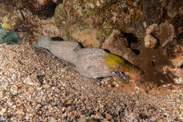 Moray eel Mooray lycodontis undulatus in the Red Sea, Eilat Israel
