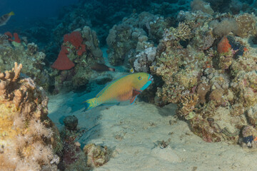 Naklejka na ściany i meble Fish swimming in the Red Sea, colorful fish, Eilat Israel 