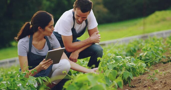 Farming, talking and a couple on a field with a tablet to check plants growth and planting progress. Happy, nature and a man and woman speaking about gardening and sustainability on a farm with tech
