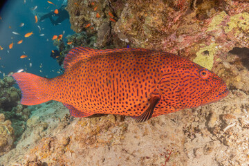 Fish swimming in the Red Sea, colorful fish, Eilat Israel
