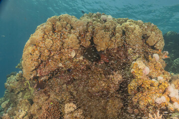 Coral reef and water plants in the Red Sea, Eilat Israel
