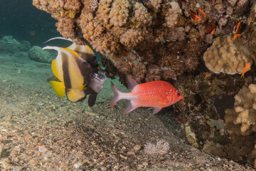 Fish swimming in the Red Sea, colorful fish, Eilat Israel
