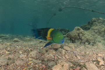 Fish swimming in the Red Sea, colorful fish, Eilat Israel
