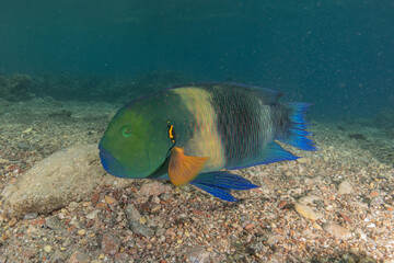 Fish swimming in the Red Sea, colorful fish, Eilat Israel
