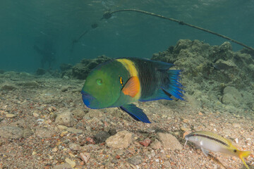 Fish swimming in the Red Sea, colorful fish, Eilat Israel
