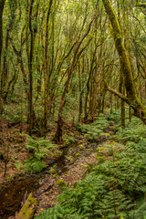 A small river between mossy trees in the evergreen cloud forest of Garajonay National Park, La Gomera, Canary Islands, Spain.