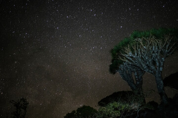 stars and trees