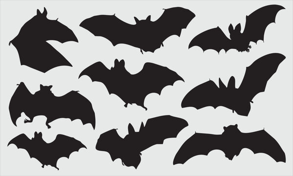 Bat Vector illustration Template