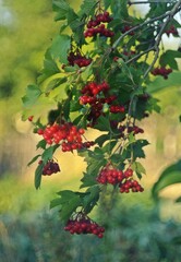 red berries on a tree