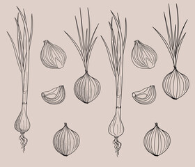 Hand drawing doodle onion. sliced. Vector graphic for menu, cutting, printing. Food vegetable set