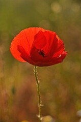 red poppy in a field