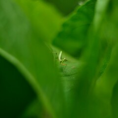 close up of a green caterpillar