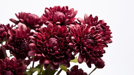Burgundy chrysanthemum makes on a white establishment. AI Generated