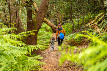 Naklejka na ściany i meble Trekking through Las Creces on the trail in the moss tree forest of Garajonay National Park, La Gomera, Canary Islands