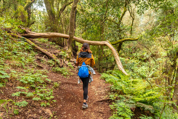 Naklejka na ściany i meble Woman walking on the trail in the mossy tree forest of Garajonay National Park, La Gomera, Canary Islands. On the excursion to Las Creces