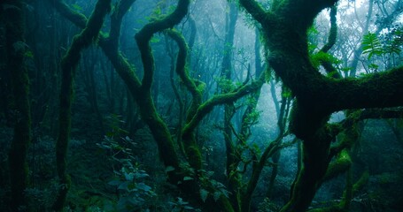 Dark mystic laurel forest with thick fog close-up. Woodland with lush ferns and green moss on tree trunks. Old dense mesmerizing woods.