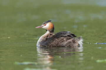 Great Crested Grebe (Podiceps cristatus) with her chicks a few days old on a river.