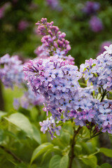 Obraz premium purple beautiful blooming lilac for screensavers, interior