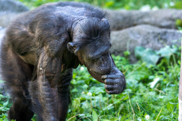 旭山動物園の動物