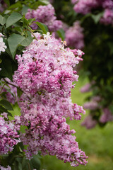 Fototapeta premium pink beautiful blooming lilac for screensavers, interior