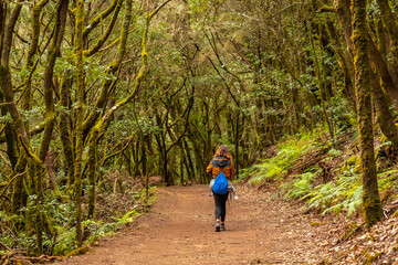 Woman trekking on the trail in the mossy tree forest of Garajonay National Park, La Gomera, Canary Islands. On the excursion to Las Creces