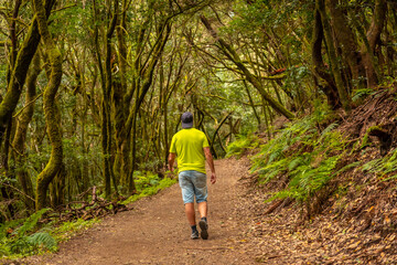 Fototapeta premium Man walking on the path in the mossy tree forest of Garajonay National Park, La Gomera, Canary Islands. On the excursion to Las Creces