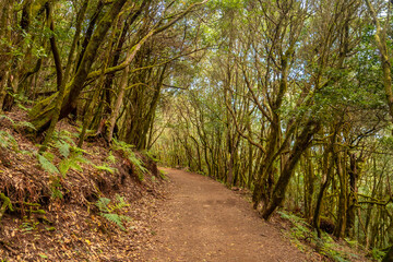 Fototapeta na wymiar Path for a trekking in the Garajonay National Park, La Gomera, Canary Islands. The path in the forest of moss trees