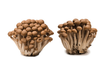 Raw beech mushrooms isolated on white background.