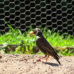 bird on the ground