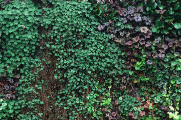 Green and purple ivy plant in the garden. Nature background.