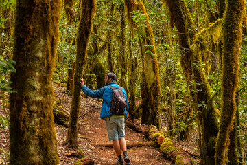 Naklejka na ściany i meble Man on a trekking in the Garajonay trail of the natural park of the forest in La Gomera, Canary Islands. Trees with moss, path of Raso de la Bruma and Risquillos de Corgo