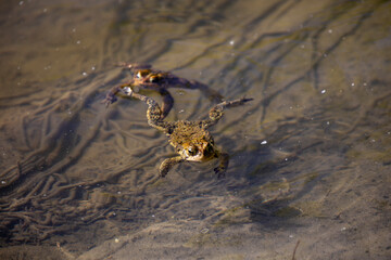 Toads in the water along the shore of a river in Ontario, Canada.