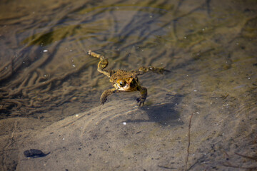 Toads in the water along the shore of a river in Ontario, Canada.