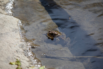 Toads in the water along the shore of a river in Ontario, Canada.
