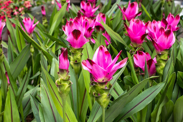 Wild Turmeric flowers. Pink turmeric flower has many kinds of essential oils. Curcuma longa plant