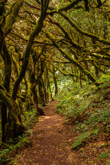 Trekking to Garajonay del Bosque natural park in La Gomera, Canary Islands. Trees with moss, humid forest on the path of Raso de la Bruma and Risquillos de Corgo