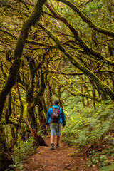 Obraz premium Man walking in the mossy trees of the humid forest of Garajonay in La Gomera, Canary Islands.