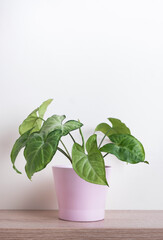 Syngonium butterfly of potted on wooden shelf. Home plants, hobby gardening, natural room decor concept. Closeup, vertical
