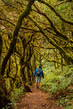 Man walking in the mossy trees of the humid forest of Garajonay in La Gomera, Canary Islands.