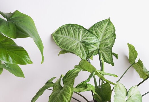 Variety Syngonium plants on white wall background. Home plants, hobby gardening, natural room decor concept. Closeup