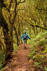 Obraz premium Man on a trekking walking in the mossy trees of the humid forest of Garajonay in La Gomera, Canary Islands.