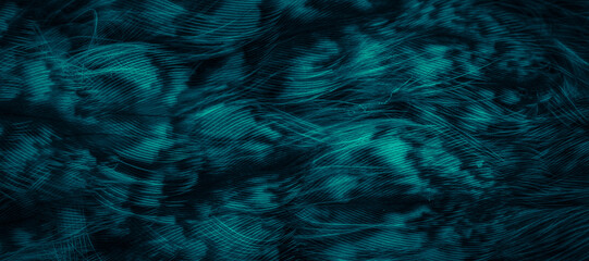 Fototapeta na wymiar blue feathers of the owl with visible details