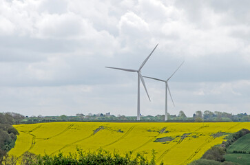 Wind turbines with rapeseed field